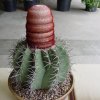 Melocactus_pachycanthus_1